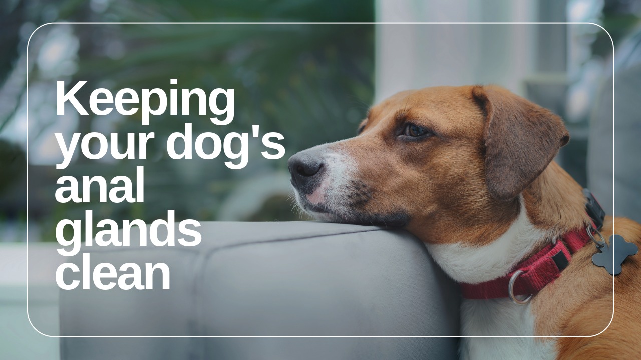 ZARAVET BLOG 01 dogs anal glands title.jpeg